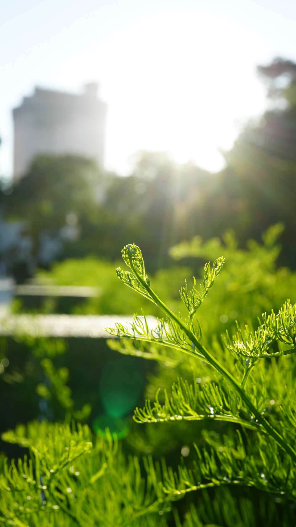 城市绿化移栽应用